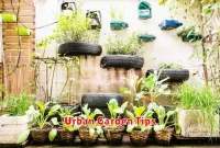 Urban Garden Tips